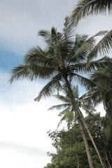Perspective view of coconut palm trees from below