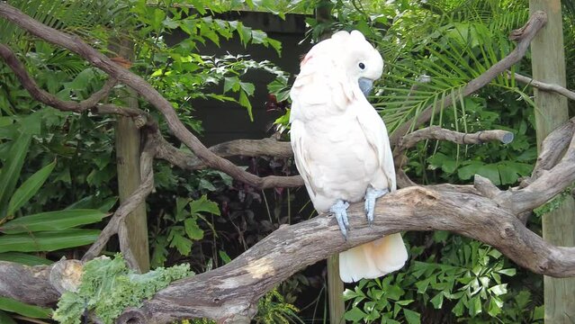 A Salmon Crested Cockatoo perching on the branch
