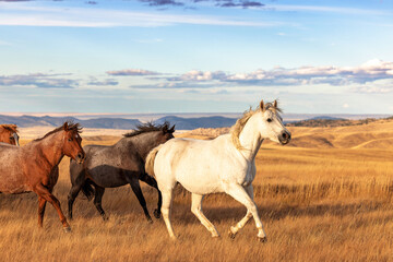 Quarter Horses running across pasture