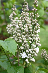 Spring day. A lilac at the beginning of blossoming. Inflorescences with white buds among green foliage.