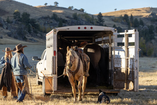 Cowgirl Unloading Horse Trailer
