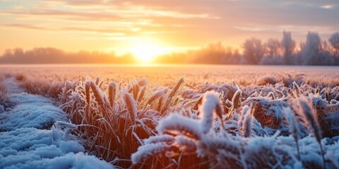 Spring frosts damaged winter crops and frozen plants in the meadow at sunrise affecting the sowing of wheat in agricultural fields covered with hoarfrost during the spring, Generative AI  - Powered by Adobe