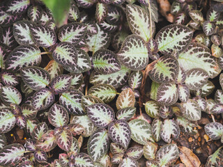 A close-up shot featuring a fig, fruit, and tree surrounded by elements of nature such as flowers, plants, leaves, and frost, showcasing vibrant hues of purple and red amidst a winter garden scene