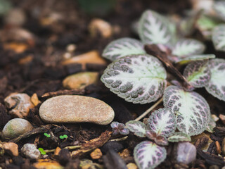 A close-up shot featuring a fig, fruit, and tree surrounded by elements of nature such as flowers, plants, leaves, and frost, showcasing vibrant hues of purple and red amidst a winter garden scene