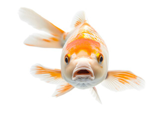 pet of goldfish isolated on transparent  background - 738459597