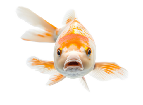 pet of goldfish isolated on transparent  background