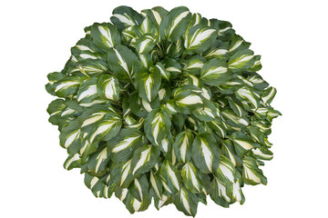 Top view of the outdoor green plant isolated on transparent background. PNG image of Hosta plant.
