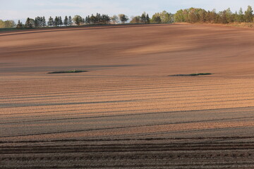 Obraz premium 夕暮れ時に見かけた畑のラインアート