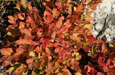 Huckleberry (Vaccinium membranaceum) red leaves in Beartooth Mountains, Montana