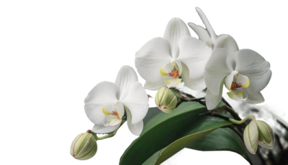 コチョウラン　純粋な愛　幸福