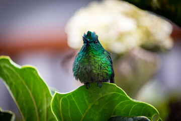 Colibrie Aglaiocercus kingii - Colombia 