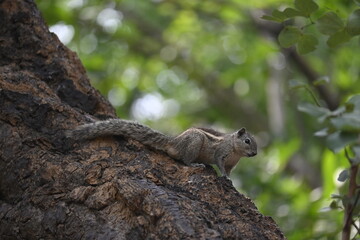 Obraz premium squirrel on a tree