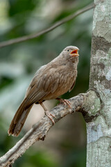 Yellow billed babbler