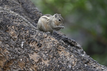 squirrel on the tree