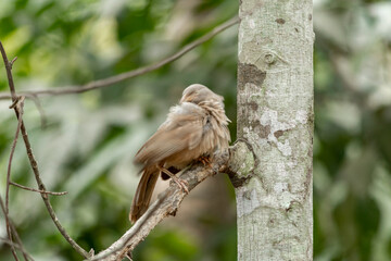 Yellow billed babbler