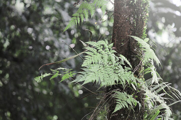 Davallia sp is a parasitic plant growing on trees