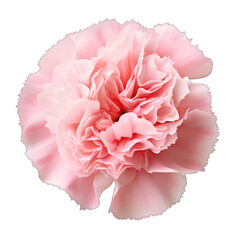 Naklejka premium Fresh Pink carnation flower png