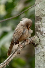Yellow billed babbler