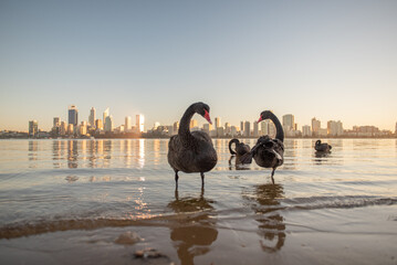 four black swans standing on swan river in Perth, Western Australia. Early morning grooming standing one leg in still water, blue clear skies, slow morning with city skyline  © Diana