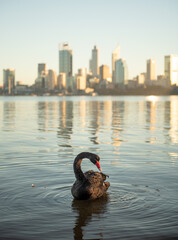 black swan floating on swan river in Perth, Western Australia. Early morning grooming and sleeping in still water, blue clear skies, slow morning with city skyline  © Diana