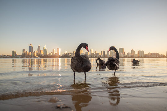 four black swans standing on swan river in Perth, Western Australia. Early morning grooming standing one leg in still water, blue clear skies, slow morning with city skyline 