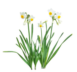 ニホンズイセン