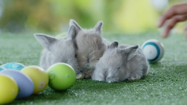 Group of baby bunnies on artificial green grass near easter eggs. Symbol of Easter day.
