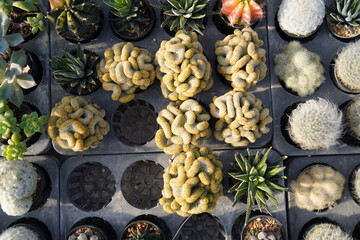 Various mini cactus pot at farm garden.