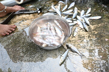 Indian woman hand cleaning fish. Rohu fish. It is a species of fish of the carp family. its other names rui fish, roho labeo, Labeo rohita.