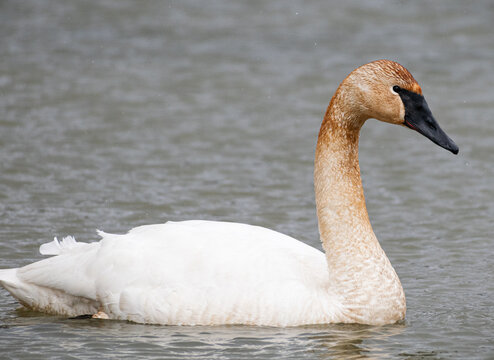 Trumpeter Swan (Cygnus buccinator) Close Up Bowing Head