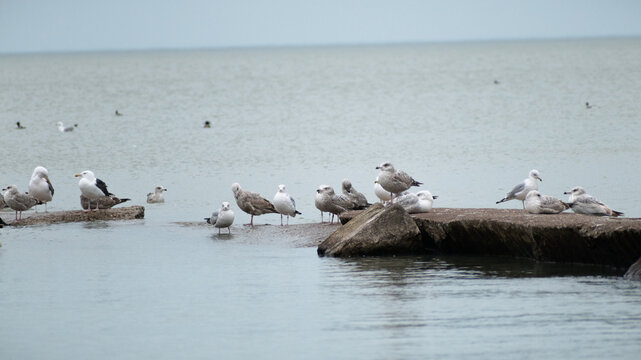 Ring-billed Gulls (Larus delawarensis) And Great Black-backed Gull (Larus marinus) Perched On Submerged Stone Jetty