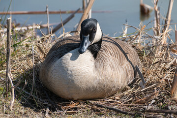 Nesting Mother Canada Goose (Branta Canadensis) Close Up In Wetland