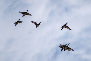 Wood Ducks (Aix sponsa) Flying In Cloudy Sky