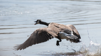 Canada Goose (Branta Canadensis) Calling While Taking Flight From Lake Splashing Water