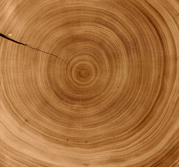 Detailed rich dark brown wood tree with circle growth rings pattern. Natural tree slice with curved lines.
