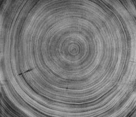 Detailed black and white reclaimed wood tree with circle growth rings pattern. Grayscale tree slice with curved lines.