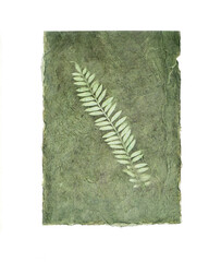 Botanical print of fern leaves on textured green handmade paper. Natural impression of ferns.
