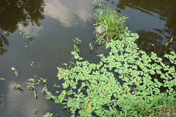 Obraz na płótnie Canvas Green leaves in the lake