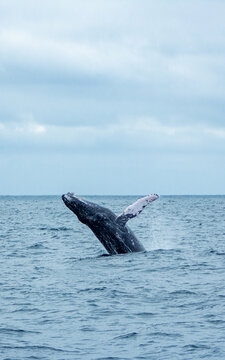 Ballena jorobada saltando en el Oc&eacute;ano Pac&iacute;fico en Ecuador