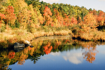 Temperate forests are characterized as regions with high levels of precipitation, humidity, and a...