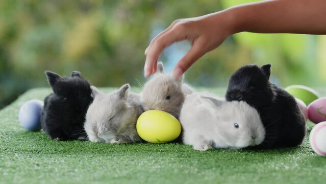 Child hand collecting easter eggs with bunny playing on grass. Kid picking and decorating painted eggs with group of cute fluffy rabbits on artificial green grass.