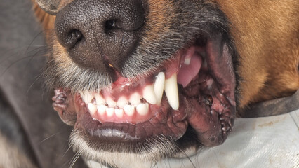 teeths tooth of fierce dog close up