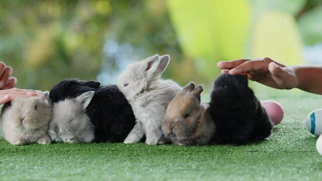 Kids hands touching a adorable baby bunnies with love and tenderness. Slow motion shot of cute little fluffy rabbits sniffing, looking around and sleeping on grass.
