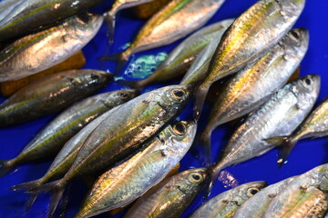 Display of Fresh Fish at a Traditional Market.