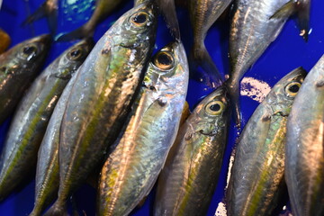 Display of Fresh Fish at a Traditional Market.