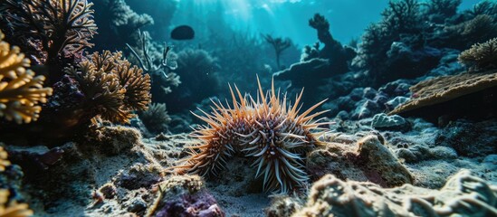 Fototapeta premium A Crown of Thorns Starfish methodically devours the decaying remains of a bleached, lifeless hard coral, its spiky crown unaffected by the tropical reef's fading beauty.