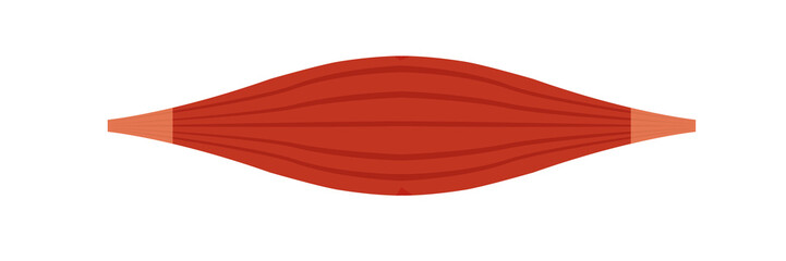 Healthy muscle vector illustration ( red muscle )