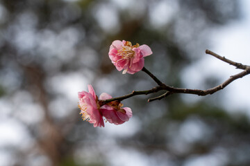 花咲いた梅
