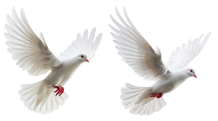 isolated flying dove bird in set of two - Powered by Adobe