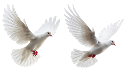 isolated flying dove bird in set of two